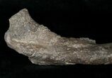 Othnielosaurus Femur w/ Stand - Bone Cabin Quarry #14729-3